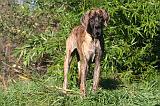 DOGUE ALLEMAND 767